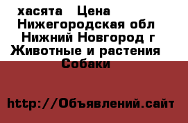 хасята › Цена ­ 18 000 - Нижегородская обл., Нижний Новгород г. Животные и растения » Собаки   